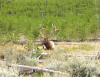 PICTURES/Yellowstone National Park - Day 1/t_Male Elk5.JPG